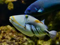 Ein Picasso-Dr�ckerfisch Mitte Januar 2012 im Aquazoo D�sseldorf. 