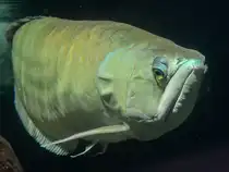 Ein Silbergabelbart (?) im Aquazoo D�sseldorf. (Januar 2012)