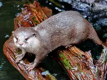 Ein Fischotter im Aquazoo D�sseldorf. (Januar 2012)