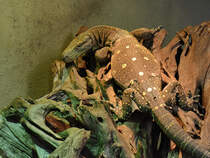 Dieser Papuawaran (Baumkrokodil) war Mitte Januar 2012 im Aquazoo Dsseldorf zu sehen.