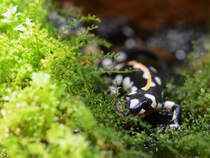 Dieser Feuersalamander war Mitte Januar 2012 im Aquazoo Dsseldorf zu sehen.