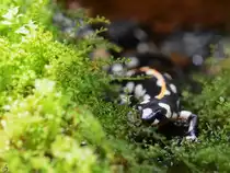 Dieser Feuersalamander war Mitte Januar 2012 im Aquazoo D�sseldorf zu sehen.