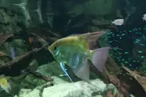 K�nig-Leopold Skalar (Pterophyllum leopoldi) am 12.12.2009 im Zoo-Aquarium Berlin.