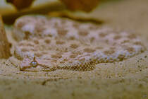 Im Bild eine Wstenhornviper. (Aquazoo Dsseldorf, Januar 2012)