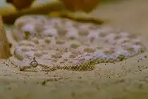 Im Bild eine W�stenhornviper. (Aquazoo D�sseldorf, Januar 2012)