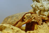 Eine Spornschildkrte im Aquazoo Dsseldorf, so gesehen Mitte Januar 2012.