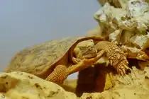 Eine Spornschildkr�te im Aquazoo D�sseldorf, so gesehen Mitte Januar 2012.