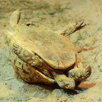 Ooops, eine Strahlenschildkrte kopfber im Aquazoo Dsseldorf. (Januar 2012)