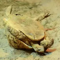 Ooops, eine Strahlenschildkr�te kopf�ber im Aquazoo D�sseldorf. (Januar 2012)