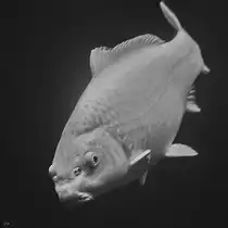 Ein Nishikigoi (einfach Koi) im Aquazoo D�sseldorf. (Januar 2012)