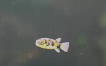 Assel-Kugelfisch (Colomesus asellus), ein aus S�damerika stammender S�sswasserfisch, am 12.12.2009 im  Zoo-Aquarium Berlin.