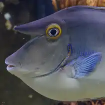 Der Kopf eines Blauklingen-Nasendoktors (Langschnauzen-Einhornfisch), so gesehen im Januar 2012 im Aquazoo D�sseldorf.