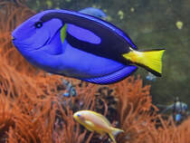 Im Bild ein Paletten-Doktorfisch. (Aquazoo Dsseldorf, Januar 2012)