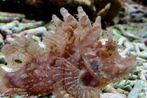 Ein Kurzflossen-Zwergfeuerfisch im Aquazoo Dsseldorf. (Januar 2025)