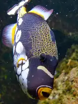 Dieser Leopard-Dr�ckerfisch war im Januar 2012 im Aquazoo D�sseldorf zu sehen.