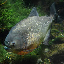 Hier zu sehen ein Gelber Piranha im Aquazoo Dsseldorf. (Januar 2012)