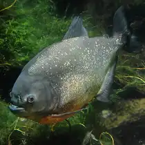 Hier zu sehen ein Gelber Piranha im Aquazoo D�sseldorf. (Januar 2012)