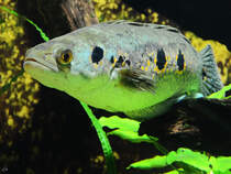 Diesen Augenfleck-Kammbarsch habe ich Mitte Januar 2012 im Aquazoo Dsseldorf abgelichtet.