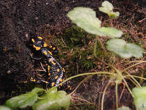 Dieser Feuersalamander war Mitte Januar 2012 im Aquazoo Dsseldorf zu sehen.