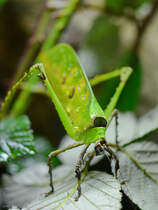 Eine Riesen-Blattheuschrecke, so gesehen Mitte Januar 2012 im Aquazoo Dsseldorf.