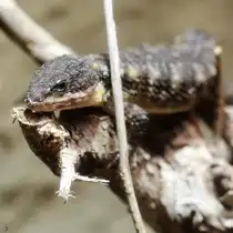 Eine Agame im Aquazoo D�sseldorf. (Januar 2012)