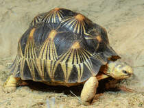 Hier zu sehen ein Strahlenschildkrte im Aquazoo Dsseldorf. (Januar 2012)