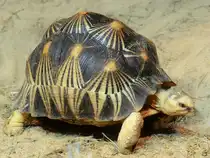 Hier zu sehen ein Strahlenschildkr�te im Aquazoo D�sseldorf. (Januar 2012)