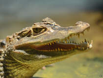 Der Kopf eines Australischen Swasserkrokodiles, so gesehen im Januar 2012 im Aquazoo Dsseldorf.