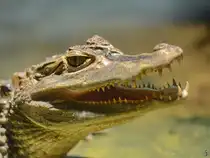 Der Kopf eines Australischen S��wasserkrokodiles, so gesehen im Januar 2012 im Aquazoo D�sseldorf.