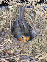 Woche 4 und es wird immer noch gebrtet. Ich glaube das wird nichts mehr mit dem Rotkehlchennachwuchs. (Hattingen, Juni 2025)