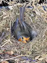 Woche 4 und es wird immer noch gebr�tet. Ich glaube das wird nichts mehr mit dem Rotkehlchennachwuchs. (Hattingen, Juni 2025)