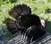 Truthahn oder Puter, ist das m�nnliche Tier der gr��ten Rasse von H�hnerv�geln, stammen urspr�nglich aus Nordamerika, leben in freier Wildbahn oder Zuchtbetrieben, Mai 2025