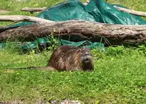 Nutria ( Biberratte) im Spreewald bei L�bben am 19. Juni 2025.
Leonhard Gro�
Nagetiere / Stachelschweinverwandte / Biberratten (Myocastor)	