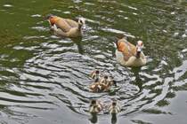 Als die Nilgans Familie uns erblickt kommt sie auf dem See auf uns zu geschwommen. 06.2025