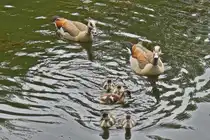 Als die Nilgans Familie uns erblickt kommt sie auf dem See auf uns zu geschwommen. 06.2025
