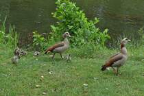 Nilgnsen Paar kommt mit der jungen Familie aus dem Wasser in dem glauben es gibt was zu futtern. 06.2025