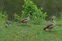 Nilg�nsen Paar kommt mit der jungen Familie aus dem Wasser in dem glauben es gibt was zu futtern. 06.2025