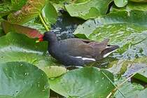 Teichhuhn sucht die Seerosenbltter nach Nahrung ab. 07.2025