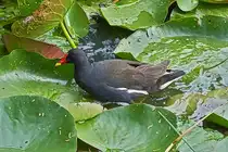 Teichhuhn sucht die Seerosenbl�tter nach Nahrung ab. 07.2025