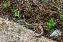 Flinke Eidechse in der Nhe der Eisenbahn / Volovets, Ukraine / 21.04.2025