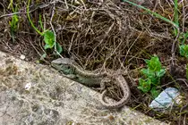 Flinke Eidechse in der N�he der Eisenbahn / Volovets, Ukraine / 21.04.2025