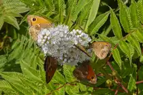 Mehrere Schmetterlinge (Kleine Wiesenv�gelchen), an einer Bl�te am Wegesrand. 07.2025