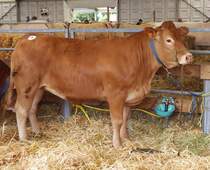 Limousin Rind auf der Landwirtschatsaustellung in Ettelbrck. 07.2025