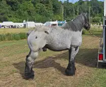 Kaltbl�ter am Rande der Landwirtschaftsausstellung in Ettelbr�ck. 07.2025