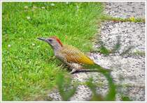 Grnspecht im Garten, alle paar Jahre lsst er sich mal sehen. Fotografiert durch das Kchenfenster. Kreis Rotenburg/Wmme, Mitte Juli 2025.