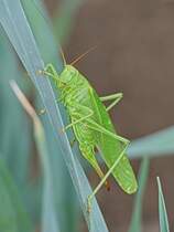 Dieses Jahr hat sich das Heupferd (Weibchen) am Lauch in unserem Garten aufgehalten. 18.07.2025