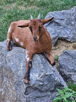 Eine relaxte Zwergziege, so gesehen Mitte Juli 2025 im Wildpark Frankenhof Reken.