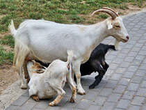 Diese Zwergziegen waren Mitte Juli 2025 im Wildpark Frankenhof Reken zu sehen.