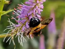 Eine Mistbiene auf Nektarsuche in unserem Garten. (Hattingen, Juli 2025)