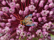 Diese Fleischfliege (?) habe ich Ende Juli 2025 in Hattingen abgelichtet